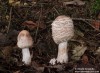 Bedla červenající (Houby), Macrolepiota rhacodes (Fungi)